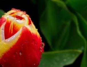 Тюльпаны. Выращивание от А до Я. Как вырастить красивые тюльпаны — секреты посадки и ухода Тюльпаны в мире и в России