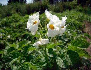 Полив картофеля – подбор оросительной системы и сезонные особенности Когда поливать картофель до цветения или после